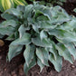 Gemstone Hosta Plants online shopping