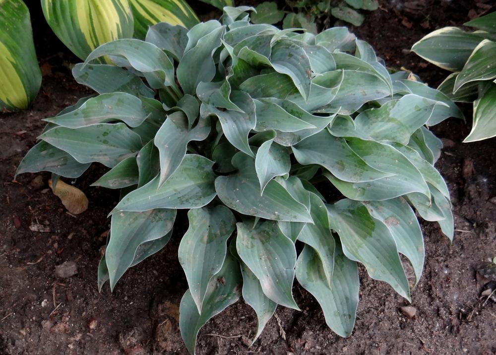 Gemstone Hosta Plants online shopping