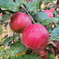 Snow Sweet® Apple Tree