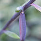 Ebony Towers Hosta Plants online shopping
