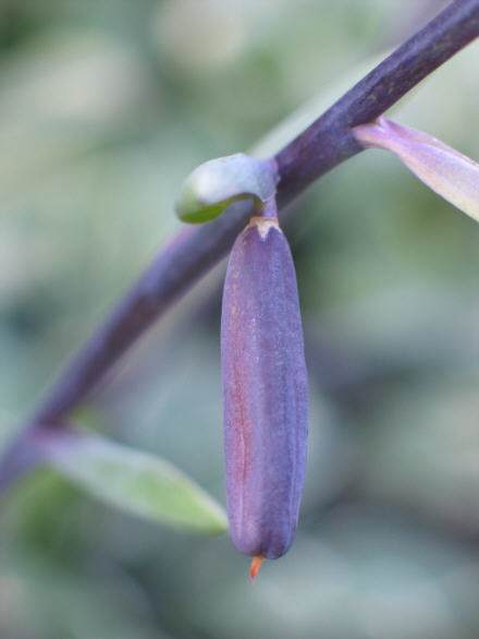 Ebony Towers Hosta Plants online shopping