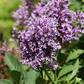 Royalty Lilac lilac plant online shopping