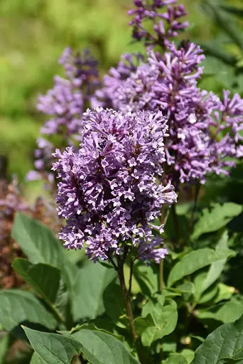 Royalty Lilac lilac plant online shopping