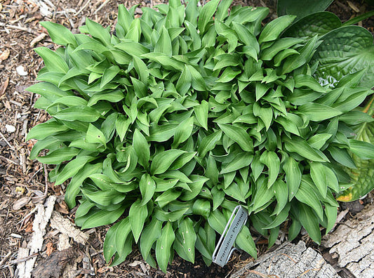Paradise Puppet Hosta