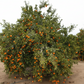 Clementine de Nules Plant citrus plant material online shopping