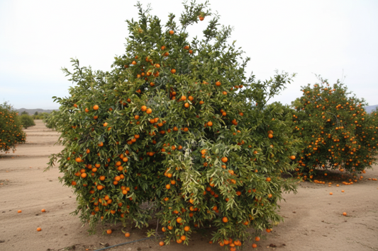 Clementine de Nules Plant citrus plant material online shopping
