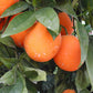 Midknight Valencia Orange Budwood citrus plant material online shopping