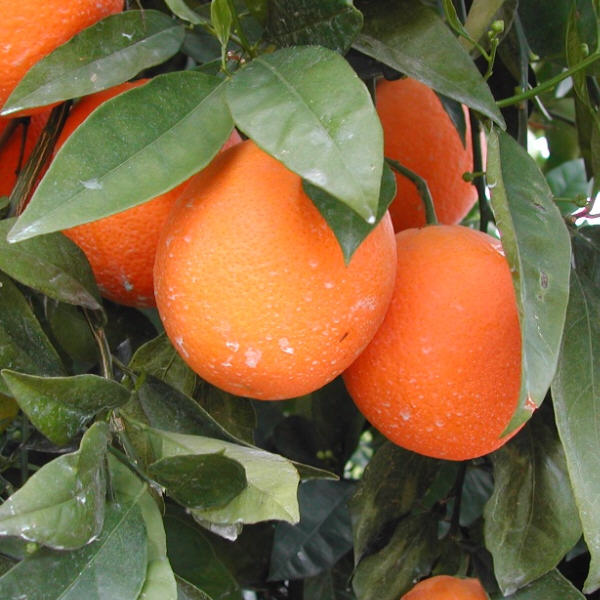 Midknight Valencia Orange Budwood citrus plant material online shopping