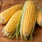 Honey Select F1 Corn