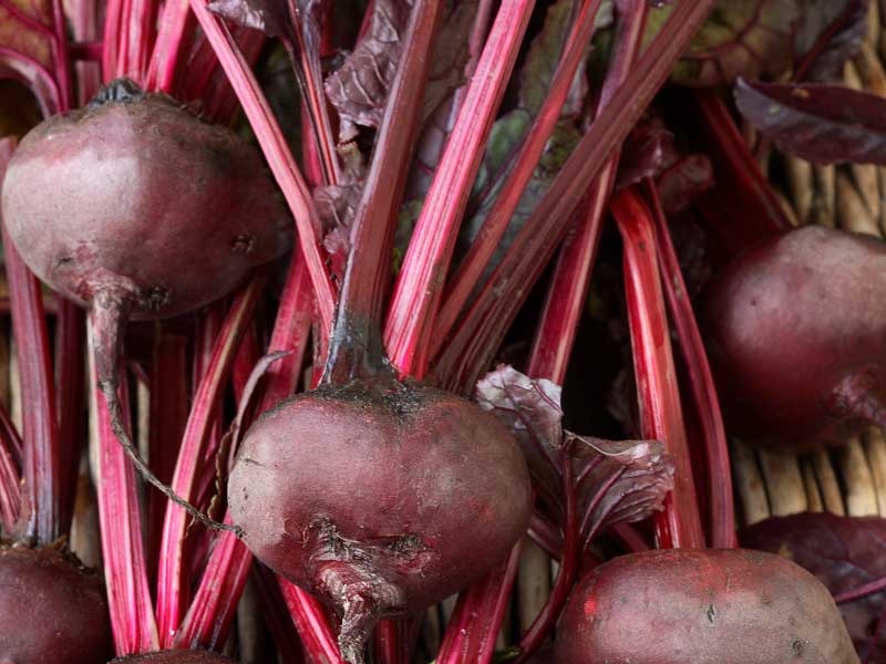 Bull's Blood Beet Seeds online shopping