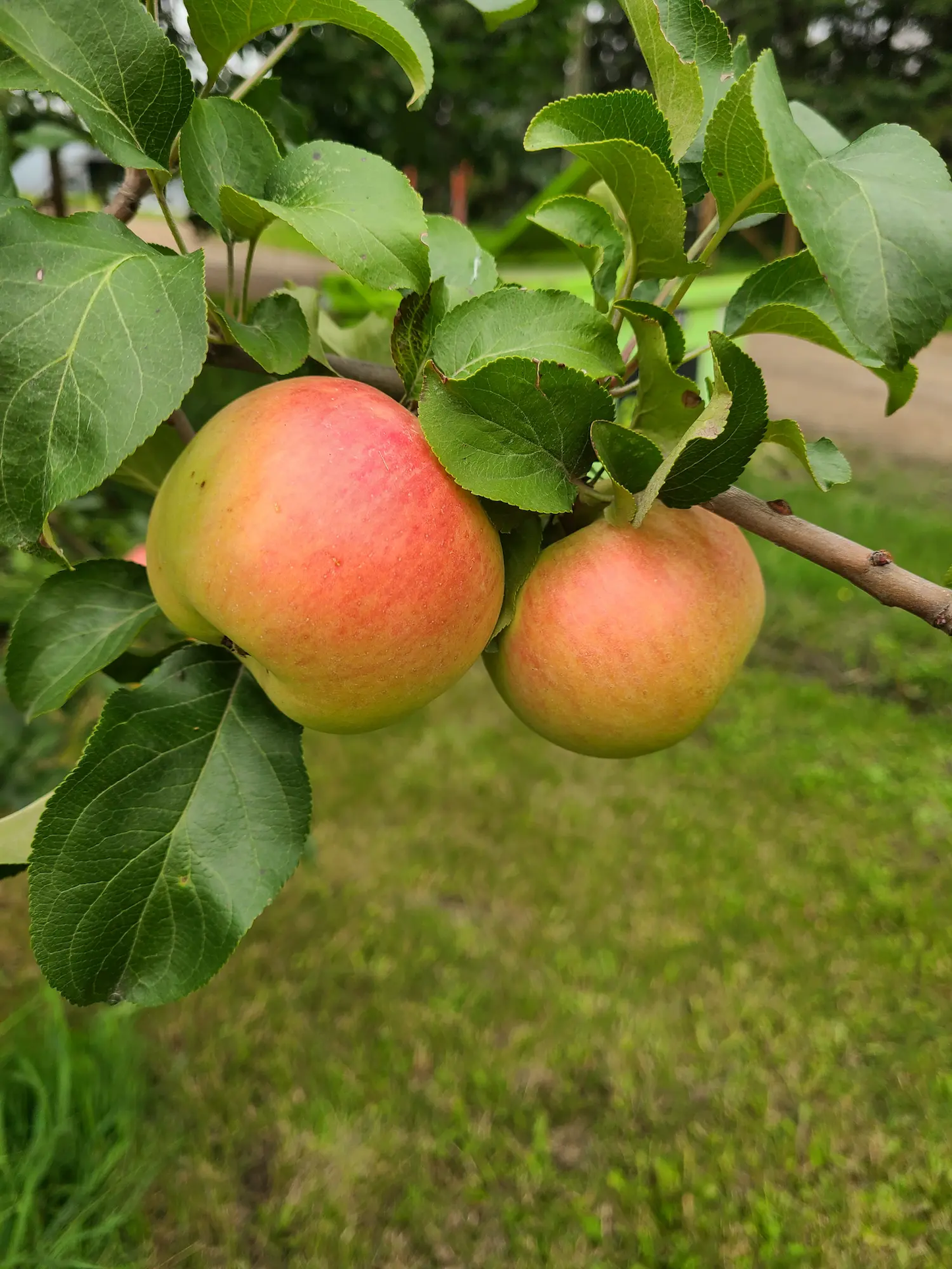 Prairie Sensation Apple