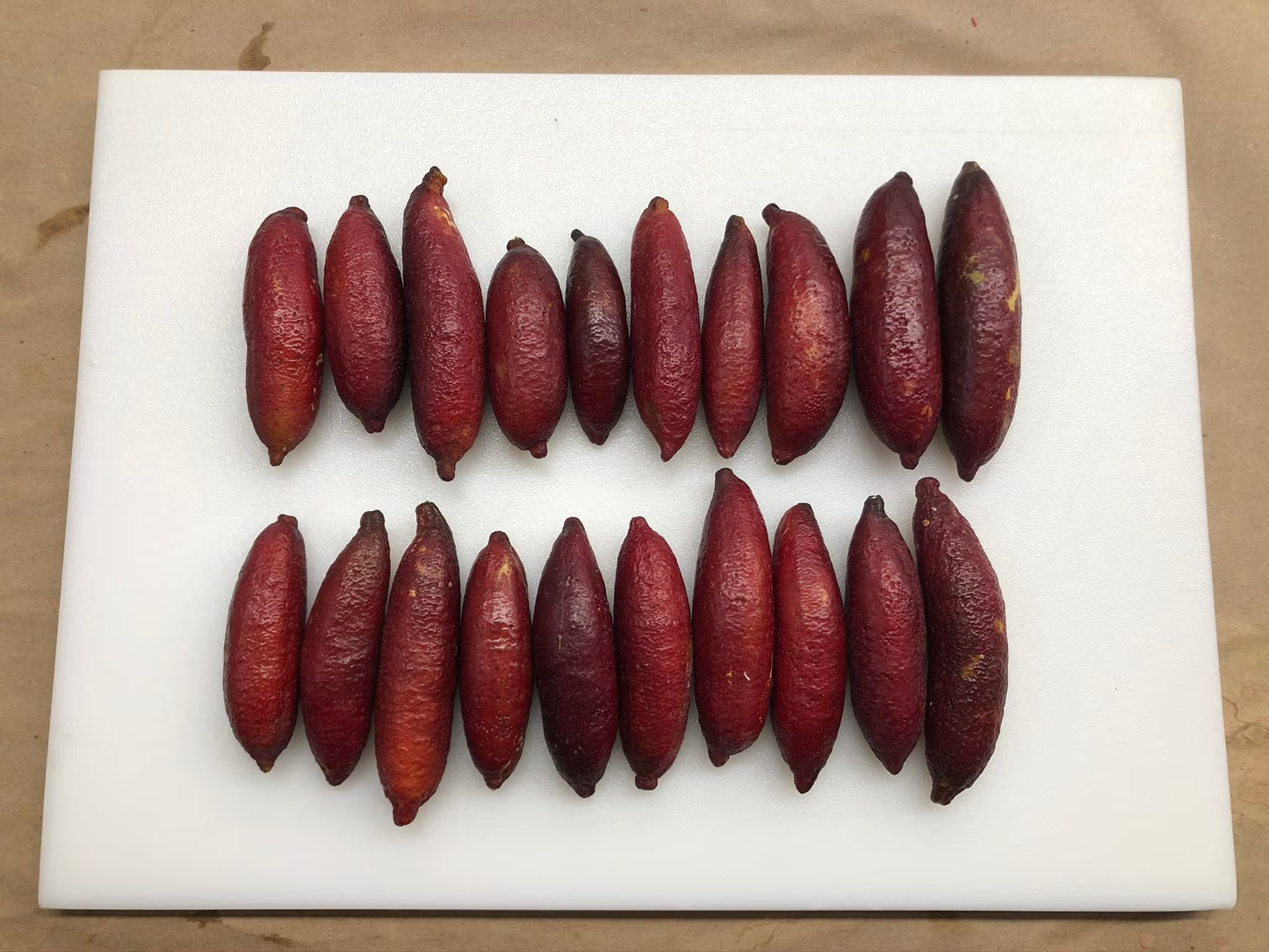 Maroon Gem Australian Finger Lime Budwood citrus plant material online shopping