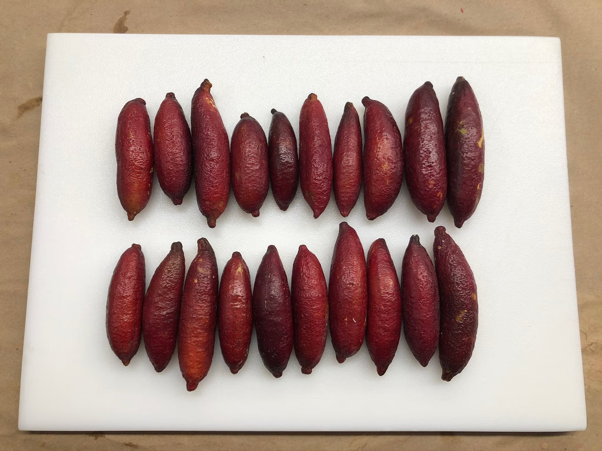 Maroon Gem Australian Finger Lime Budwood citrus plant material online shopping