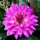 Brushstrokes Dahlia Plants online shopping