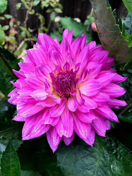 Brushstrokes Dahlia Plants online shopping