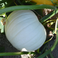 Blanco F1 Pumpkin