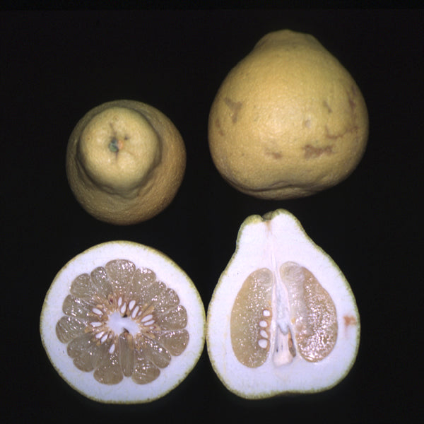 Mato Buntan Pummelo Budwood citrus plant material online shopping