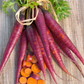 Cosmic Purple Carrot