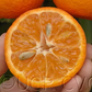 Algerian Clementine Budwood citrus plant material online shopping