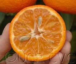 Algerian Clementine Budwood citrus plant material online shopping