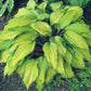 Flemish Beauty Hosta Plants online shopping