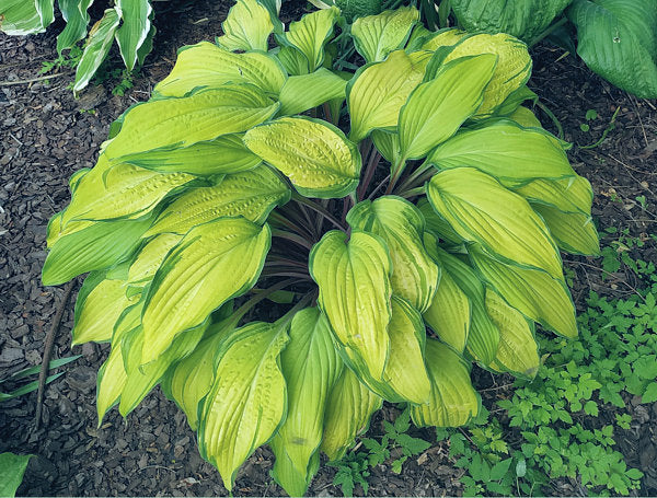 Flemish Beauty Hosta Plants online shopping