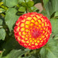 Kasasagi Dahlia