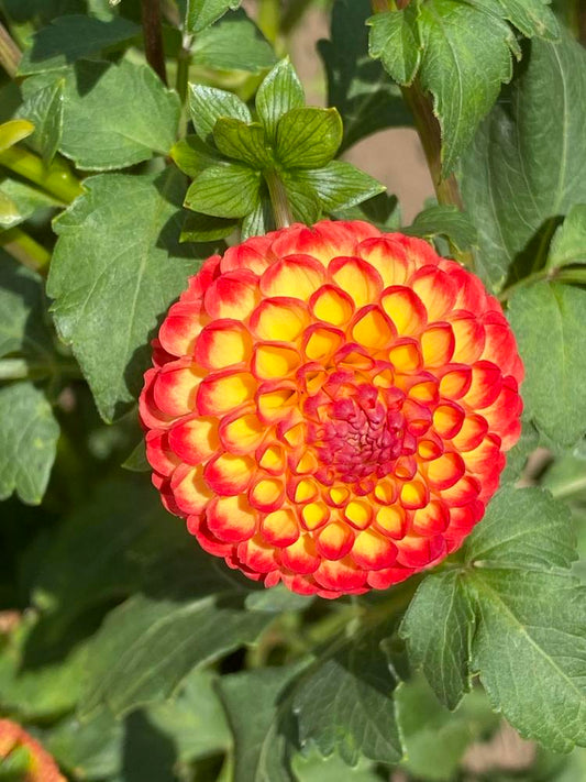 Kasasagi Dahlia