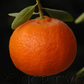 Dancy Mandarin Budwood citrus plant material online shopping