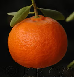 Dancy Mandarin Budwood citrus plant material online shopping