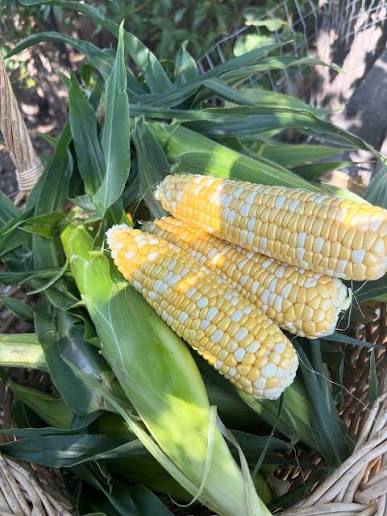 Solstice F1 Corn