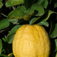 Cuban Shaddock Pummelo Budwood citrus plant material online shopping