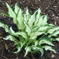 London Bridge Hosta Plants online shopping