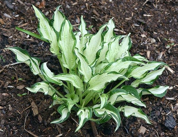 London Bridge Hosta Plants online shopping