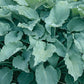 Silver Serenity Hosta Plants online shopping