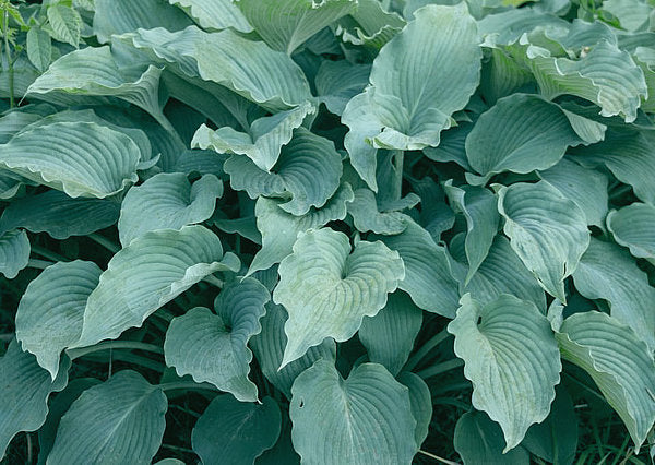 Silver Serenity Hosta Plants online shopping