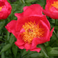 Paeonia Lactiflora Flame