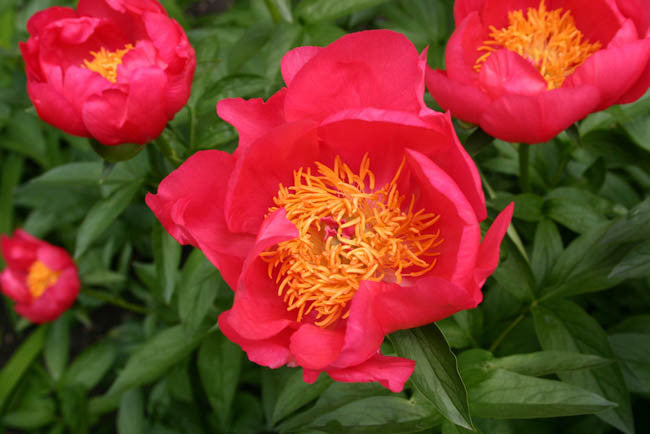 Paeonia Lactiflora Flame