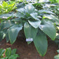 Tidewater Hosta Plants online shopping