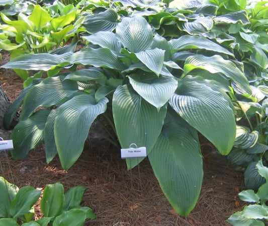 Tidewater Hosta Plants online shopping