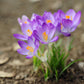 Purple Crocus Corms