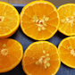 Shiranui Mandarin Budwood citrus plant material online shopping