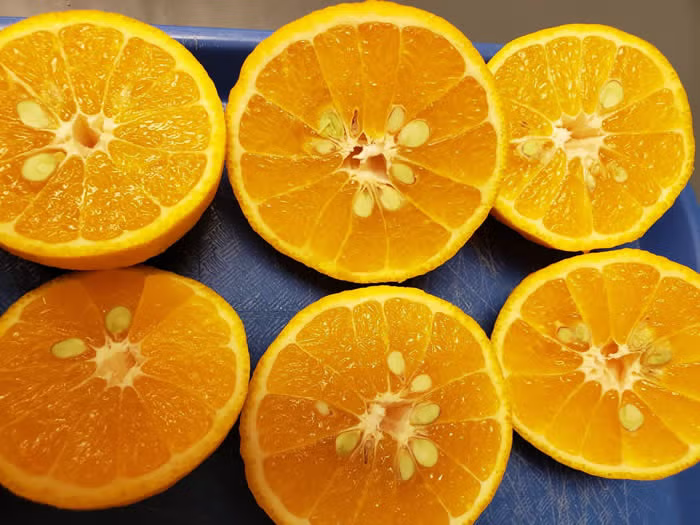 Shiranui Mandarin Budwood citrus plant material online shopping