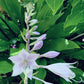Peek A Boo Hosta Plants online shopping