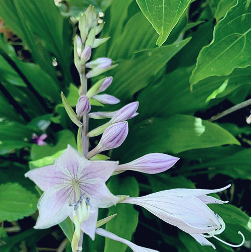 Peek A Boo Hosta Plants online shopping