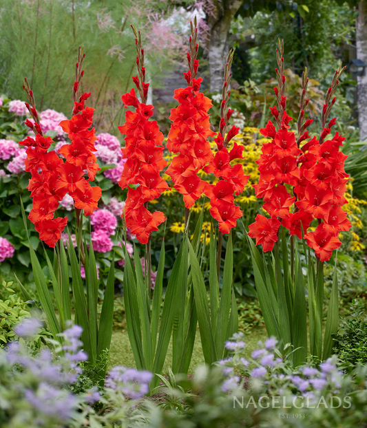 Oscar Gladiolus Corms