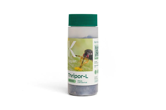 Thripor L Predatory Bug