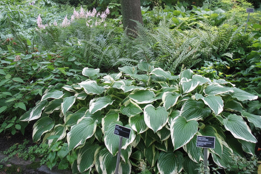 Antioch Hosta Plants online shopping