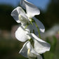 Dorothy Eckford Heirloom Sweet Pea seeds online shopping