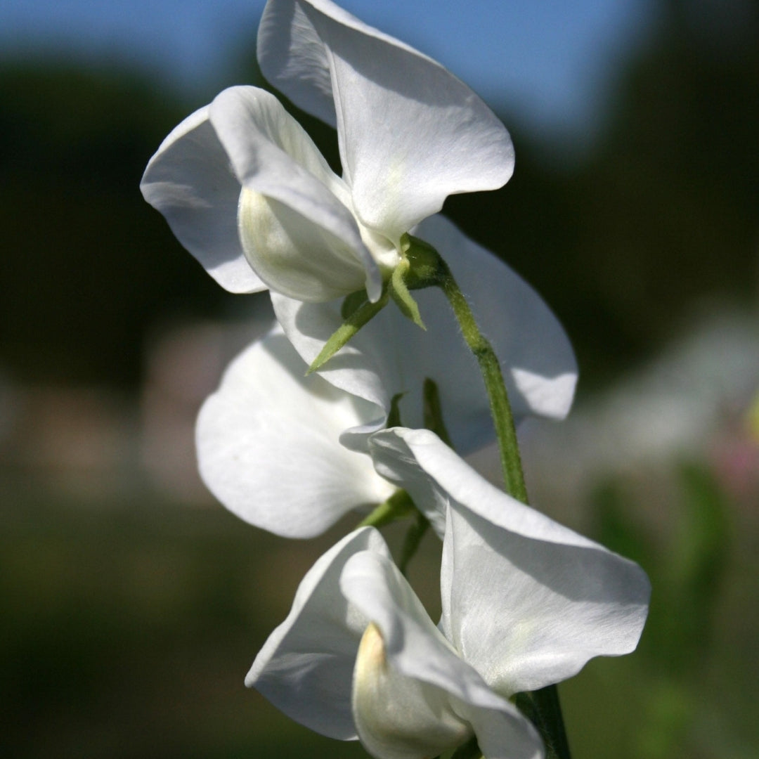 Dorothy Eckford Heirloom Sweet Pea seeds online shopping